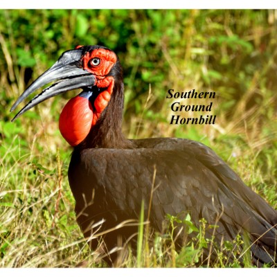 Southern Ground Hornbill